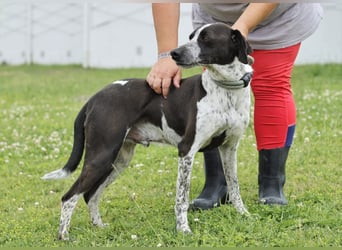 Casimo, Mix Labrador / Pointer, lieb und sozial