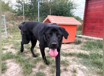 Ink - aktiver, lebhafter und verspielter Labrador-Mix Rüde / z.Zt. noch in Rumänien
