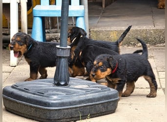 Airedale Terrier Welpen aus VDH Zucht