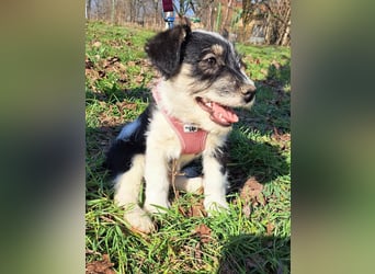 Vesta, kleines Hundemädchen sucht ein Zuhause