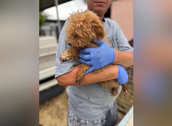 Ali, verspielter Maltipoo Welpe geb. 2025