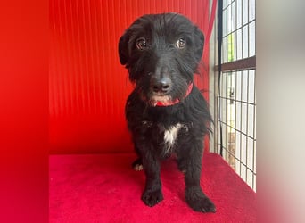(R) kleiner Herzensbrecher KIKO - 2,5 Jahre, 30cm/8,5kg - Schnauzuer-Mix