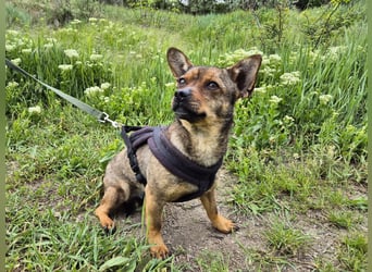 Kleine Gina sucht ein verständnisvolles Zuhause