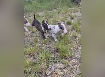 Mini bullterrier - Australian shepherd mix welpen