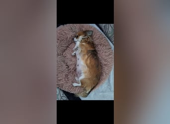Wurfankündigung unserer Hündin " Bella " langhaar Chihuahua