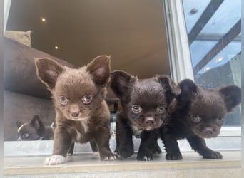 Langhaar-Chihuahuas mit Ahnentafel in schoko (weiß)