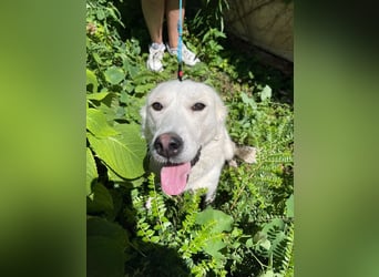 Pubi - unser liebevolle Sonnenschein