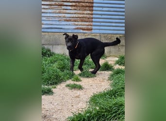 Roscon, will nicht im Tierheim groß werden