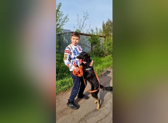 Schlaue AIKA wartet auf eine Familie