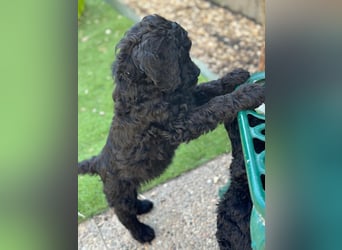 Goldendoodle F1b