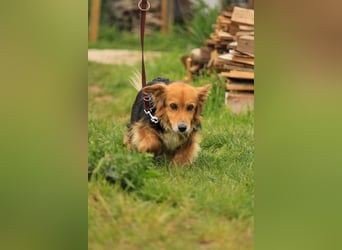 Betti VA – Eine liebevolle Gefährtin auf der Suche nach ihrem Wohlfühl-Zuhause