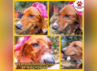 Aqua Welpe Jagdhund Mischling Hündin sucht Zuhause oder Pflegestelle