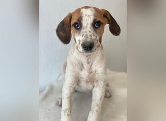 Danira, geb. ca. 03/2025, lebt in GRIECHENLAND, im städt. Tierheim Serres