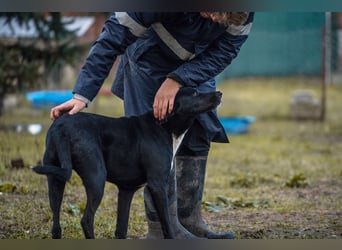 Larry: Sportskanone sucht Gleichgesinnte