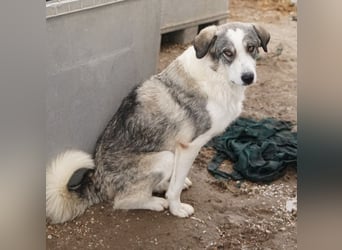 Balou, geb. ca. 05/2022, lebt in GRIECHENLAND, im städt. Tierheim Serres