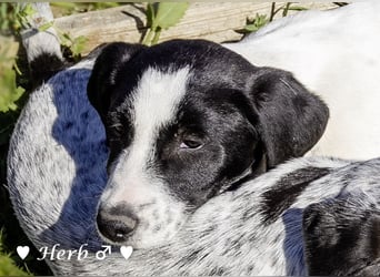 Holly, Hank, Harold und Herbie suchen ab sofort ein Zuhause