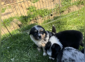Einzigartige Mini Aussies