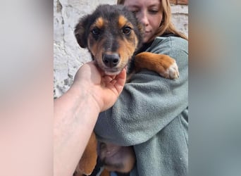 UNNO, Rüde, 6 Monate, aktuell 32cm, Mischling, Tierschutz