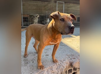 Liebenswertes Piti-Mix-Mädchen ♥ Liv ♥ Vermittlung zB. CH-A-NL-B