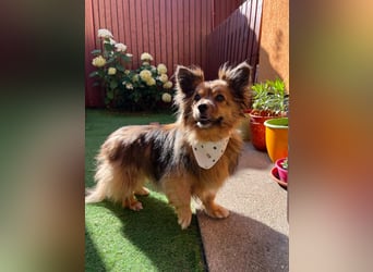 Buddy SR - sanfter Senior sucht liebevolles Gnadenplätzchen