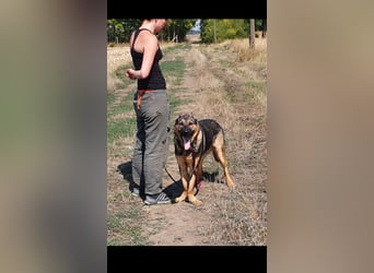 Bonzo sucht sein Zuhause im glück