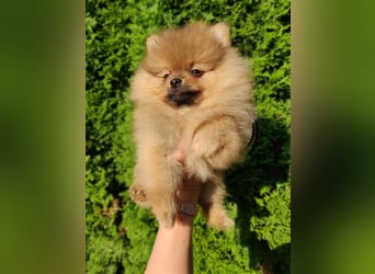 POMERANIAN WELPEN