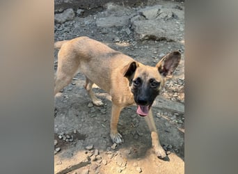 TULIP sucht ihre Menschen