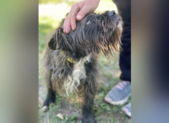 Foxi LM - Zarter Hundejunge mit großem Herz sucht Vertrauen