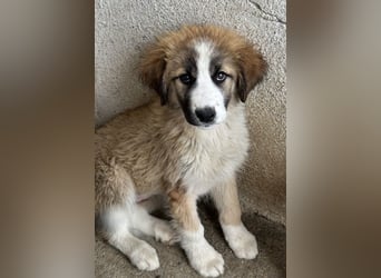 Zarina, geb. ca. 01/2025, lebt in GRIECHENLAND, im städt. Tierheim Serres
