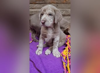 Labrador Aussiedor Welpen,Abgabebereit, aus liebevoller Zucht