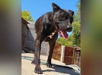 Freundlicher Staff-Mix ♥Dante♥ Vermittlung CH+AT+B+NL