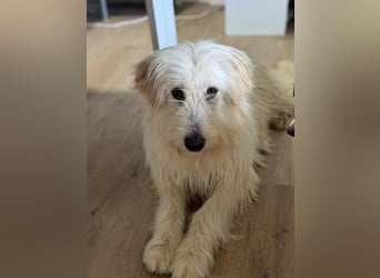 Lola, eine zauberhafte Hündin