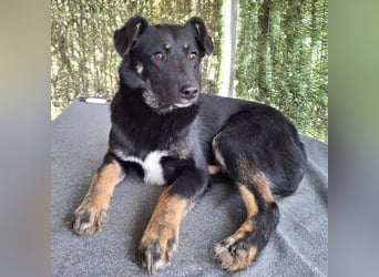Cody - lebhafter, freundlicher, aktiver, verspielter junger Rüde / z.Zt. noch in Rumänien