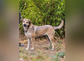 Mya, Mix Schäferhund / Rafeiro Alentejano, lieb und sozial