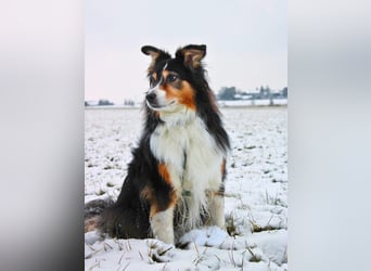 Ivy - liebevolle Einzelprinzessin