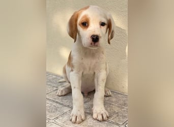 Jeno, geb. ca. 12/2024, lebt in GRIECHENLAND, auf einer privaten Pflegestelle