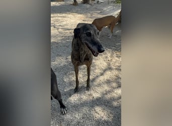 Barquiria, eine freundliche Seniorin