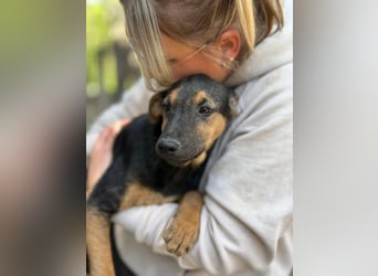 Dobby LM – kleiner Wirbelwind sucht seine Familie