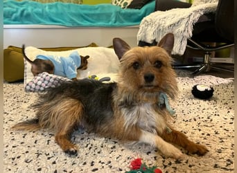 Betty, liebe und verschmuste Yorki-Mix-Hündin, geb. 12/2022