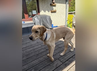 Labradoodle/Retriver 7 monate