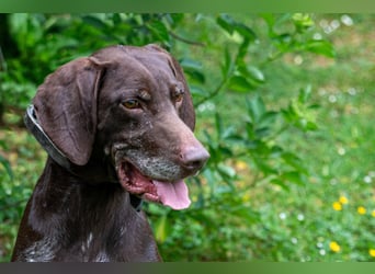 Neo wartet in Tierheim 75177 Pfortzheim