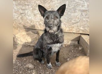 ❤️ außergewöhnliche Schönheit KORMA - 9,5 Jahre, 46cm/20kg - SchnauzerMix