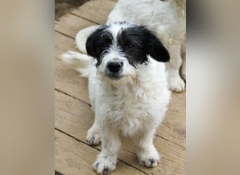 Verspielter KELVIN sucht liebevolles Zuhause