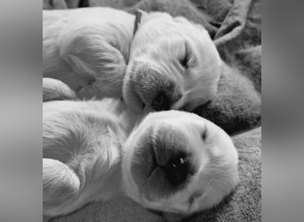 Labradoddle F1