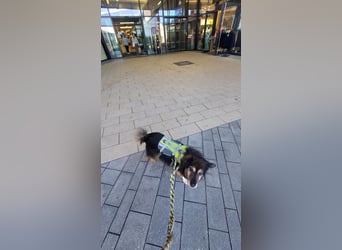 Wolfi - kleine coole Socke
