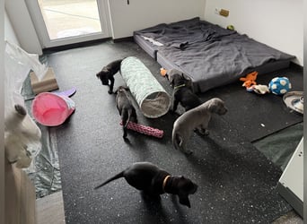 Deutsche Dogge Welpen
