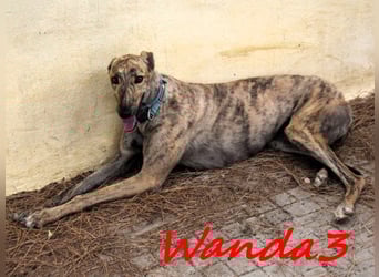 Wanda3 geb. 11/2023 (ESP) - menschenbezogene, hübsche Galga!