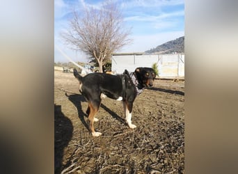 Rufus, sozial und freundlich