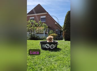 Maltipoo F 1 Welpen