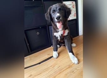 Baloo - junger,lebensfroher Hund